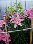 [6284 Lilium 67 No02.JPG]